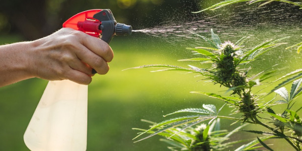 De beste meststoffen voor cannabis